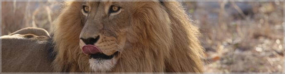 Larry’s Travels – South Africa Part 2